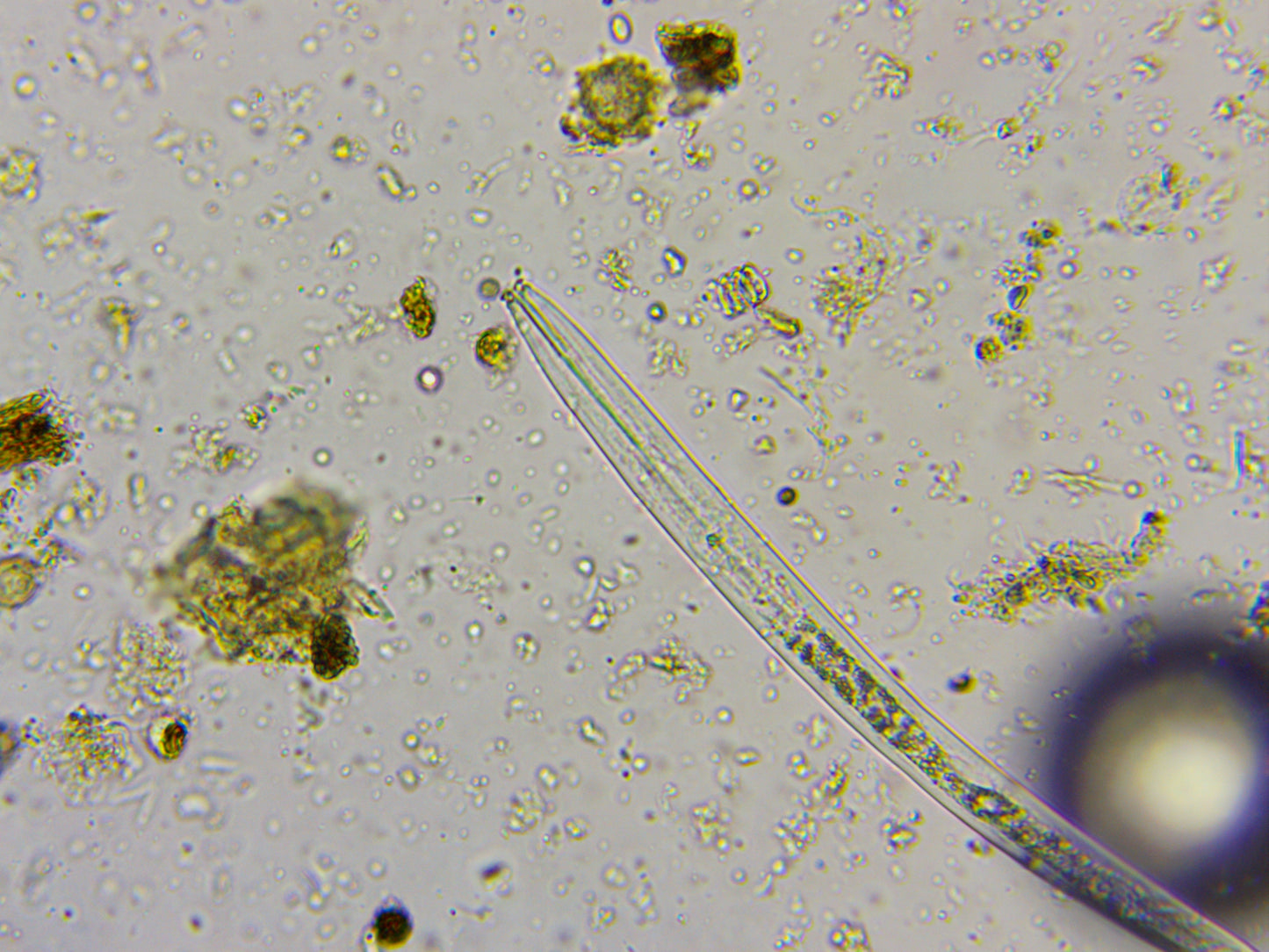 Microbiology Soil Assessment - Better Biology